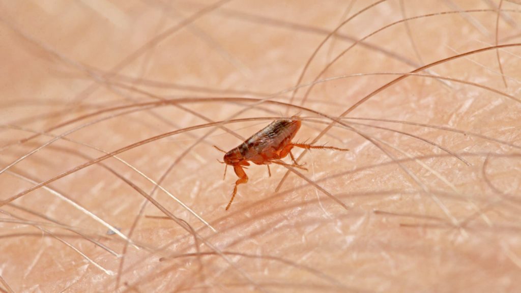 Fleaborne TYPHUS Disease Spreads to Long Beach Long Beach Local News